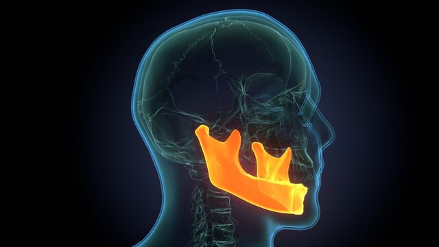 Human Skeleton Skull Mandible Bone Anatomy For Medical Concept 3D Illustration
