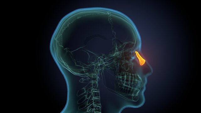 3d Render Of Skeleton Nasal Polyps Bone Anatomy