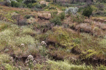 Deep cracks in the earth in the landslide zone of the sea coast after the last hurricane and earthquake. Earth in large dangerous cracks. Danger of avalanches and soil movement. Web cracks in ground