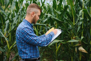 farmer inspecting corn cob at his field