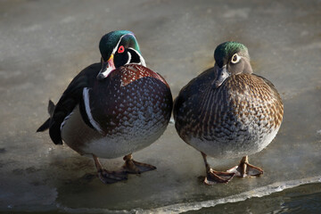 couple of ducks in the ice