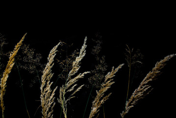 Dried grasss lie against a black background. Gold grass and grain on tje black background. Poster for the kitchen. Minimal and simple background. Copy space. Grass frame