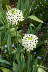 Sydney Australia, flowering Ornithogalum saundersiae or Giant chincherinchee plant in garden