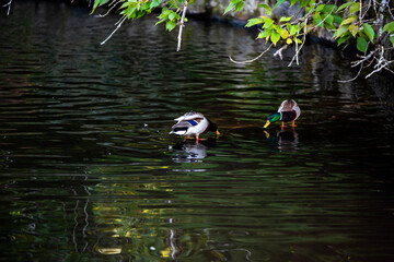 duck swimming in water