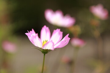 Fototapeta premium 二色のコスモス