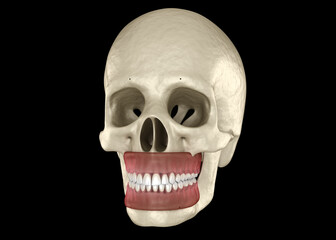 Healthy human teeth with normal occlusion. Medically accurate tooth 3D illustration