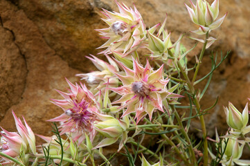 Sydney Australia, flowers of a Serruria florida or blushing bride bush a native of southern africa