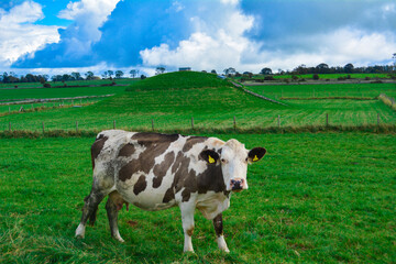 Fototapeta na wymiar Brown and White dairy cow in a green field with blue sky 