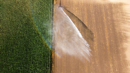 Irrigating maize in the summer