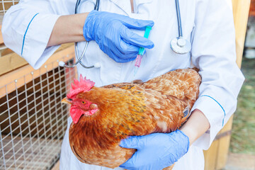 Veterinarian woman with syringe holding and injecting chicken on ranch background. Hen in vet hands...