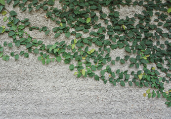 Flat lay of green plant hanging on a cement wall.