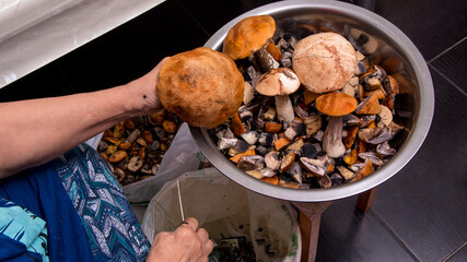 A woman cleans fresh natural forest mushrooms
