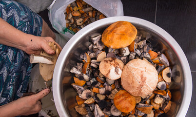 A woman cleans fresh natural forest mushrooms