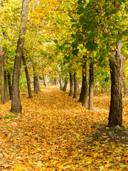 Fototapeta na wymiar Colorful bright autumn forest. Leaves fall on ground in autumn. Autumn forest scenery with warm colors and footpath covered in leaves leading into scene.