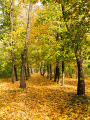Fototapeta premium Autumn city park, amazing fall colors. Colorful Autumn scenery with warm colors and footpath covered in leaves leading. Leaves fall on ground