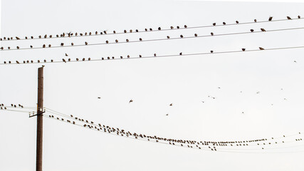 Many birds sit on electric wires against the background of the sky, birds come and go, natural...