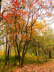 Naklejka premium Colorful bright autumn forest. Leaves fall on ground in autumn. Autumn forest scenery with warm colors and footpath covered in leaves leading into scene.