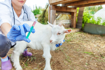Young veterinarian woman with syringe holding and injecting goat kid on ranch background. Young...