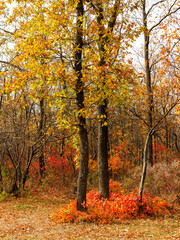 Autumn city park, amazing fall colors. Colorful Autumn scenery with warm colors and footpath covered in leaves leading. People walk in park. Leaves fall on ground