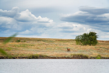 A beautiful brown horse grazing on the lake shore against a cloudy sky. Rural landscape