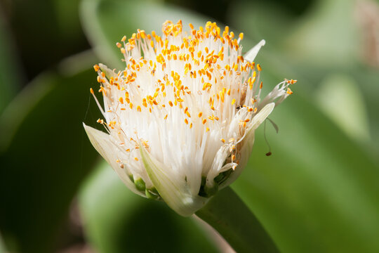 Sydney Australia, close-up of white flower of a Haemanthus albiflos or shaving-brush lily