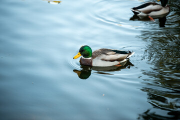 duck on the water