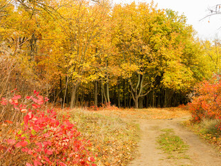 Obraz premium Colorful bright autumn city park. Leaves fall on ground. Autumn forest scenery with warm colors and footpath covered in leaves. A trail going into woods showcasing amazing fall colors.