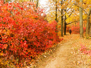 Colorful bright autumn city park. Leaves fall on ground. Autumn forest scenery with warm colors and footpath covered in leaves. A trail going into woods showcasing amazing fall colors.