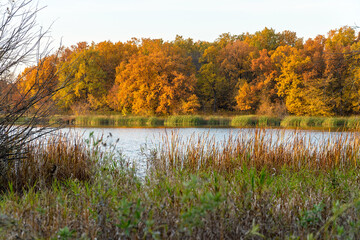Beautiful autumn orange-yellow forest on the shore of the lake in Sunny weather