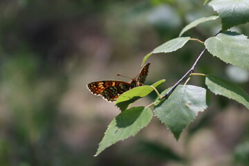 butterfly on leaf