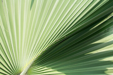 Obraz premium Palm trees, green elephants and very large leaves with many straight lines on the leaves planted for sale and beautify the garden.