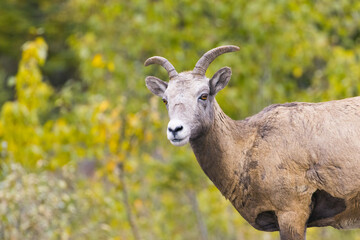 Wapiti at ice field parkway, Canada, Alberta