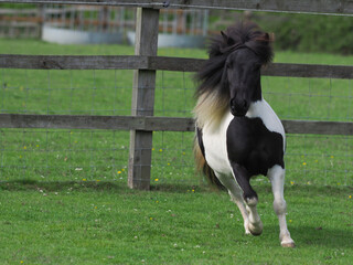 Young Pony Playing