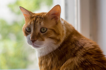Ginger big and fat cat sits on a white windowsill and looking out the window.  Cute ginger cat siting on window sill and waiting for something. Fluffy pet looks in window. Big red Maine Coon.