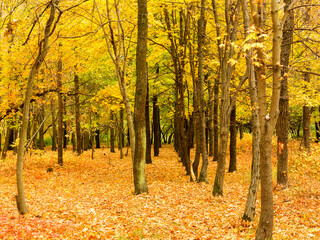 Colorful bright autumn city park. Leaves fall on ground. Autumn forest scenery with warm colors and footpath covered in leaves. A trail going into woods showcasing amazing fall colors.