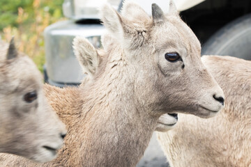 Fototapeta premium Wapiti at ice field parkway, Canada, Alberta