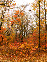 Colorful bright autumn city park. Leaves fall on ground. Autumn forest scenery with warm colors and footpath covered in leaves. A trail going into woods showcasing amazing fall colors.