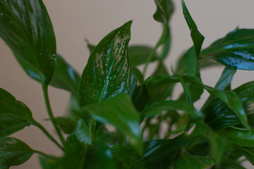 Photo of the leaves of a houseplant. close-up