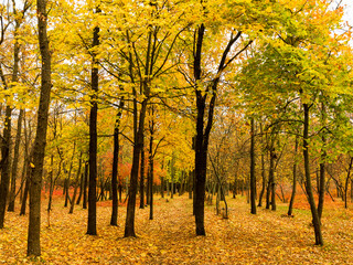 Fototapeta na wymiar Colorful bright autumn city park. Leaves fall on ground. Autumn forest scenery with warm colors and footpath covered in leaves. A trail going into woods showcasing amazing fall colors.