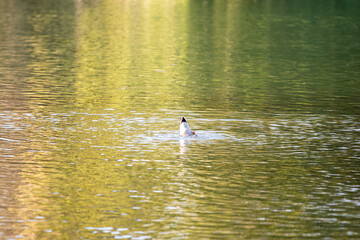 Fototapeta na wymiar duck on the water