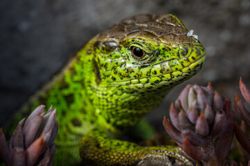 Fotografisches Allerlei aus dem Garten, der Tierwelt und der von Reisen