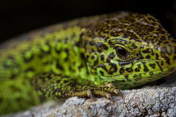 Fotografisches Allerlei aus dem Garten, der Tierwelt und der von Reisen