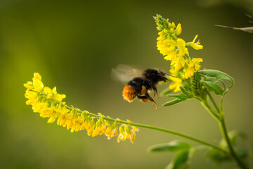 Fotografisches Allerlei aus dem Garten, der Tierwelt und der von Reisen