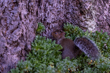 squirrel in the forest