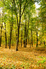 Colorful bright autumn city park. Leaves fall on ground. Autumn forest scenery with warm colors and footpath covered in leaves. A trail going into woods showcasing amazing fall colors.