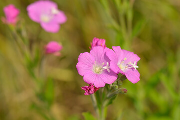 Fototapeta premium Wiesen-Storchschnabel (Geranium pratense) 