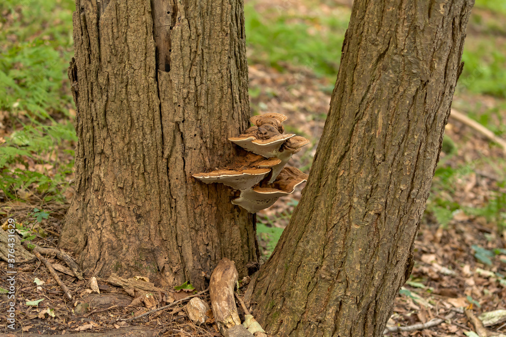 Sticker Mushroom.  The fungus growing on a tree trunk