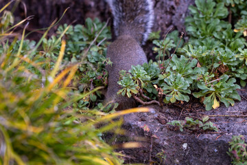 squirrel in the forest