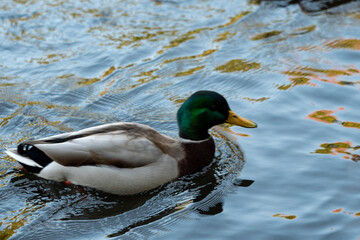 duck on the water