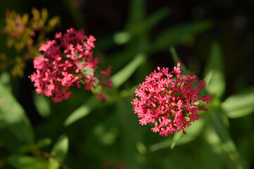Blütenstand der Roten Spornblume